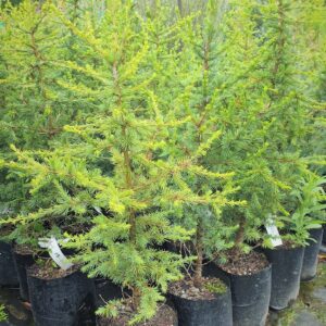 Cedrus atlantica, Atlas Cedar - Pb12 (30/50)