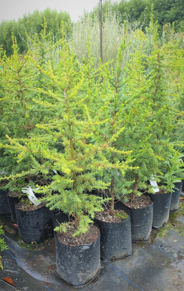 Cedrus atlantica, Atlas Cedar - Pb12 (30/50)