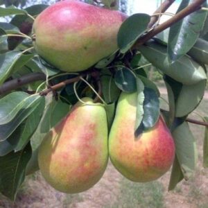 Pear Morettini Early - Pb18