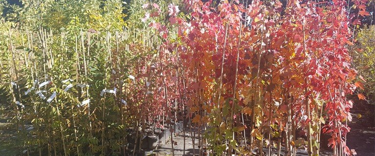 TreatMe Special - Ornamental tree deal - Image 6