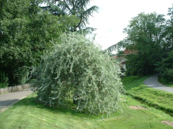 Pyrus Pendula, Weeping Silver Pear - Low worked 2m+ high