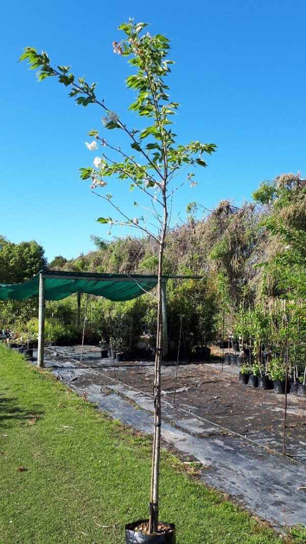 Prunus Shirotae (Mt Fuji) - Pb28 1.8m standard(200/240) - Image 2