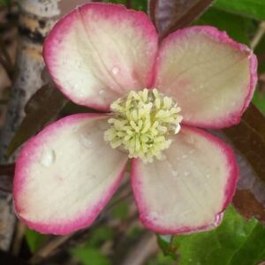 Clematis Pied Piper - 2Ltr/3Ltr (70/100)