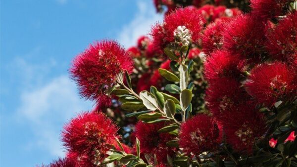 Metrosideros excelsa, Pohutukawa - Pot