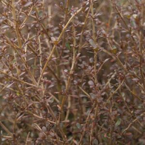 Coprosma Cappuccino - 2.5Ltr