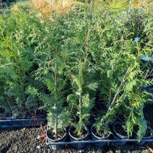 Cupressus ovensii, Ovens Cypress, Canker Resistant, Drought Hardy- Pot