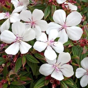 Tibouchina Peace Baby, Dwarf Lasiandra - 2.5Ltr