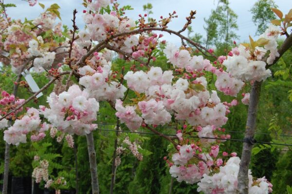 Prunus Shimidsu Sakura, Moonlight Flowering Cherry - Pb28 (200/230) Low Worked