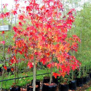 Liquidambar styraciflua, Sweetgum - 45Ltr 3.2-3.5m tall
