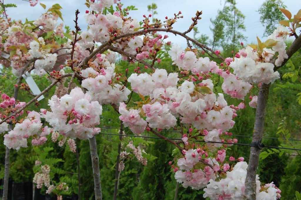 Prunus Shimidsu Sakura (H/W) - 25/45 Ltr
