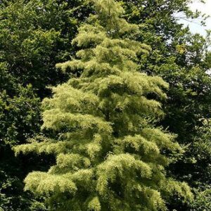Alnus Imperialis, Cut-Leaved Alder - Pb40 (1.5m/2m)