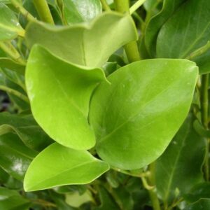 Griselinia littoralis, Kapuka - Pb6.5