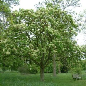 Fraxinus ornus, Flowering Ash - Pb12/Pb18