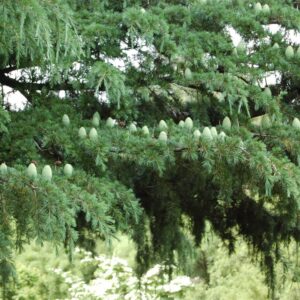 Cedrus deodara, Deodar Cedar - Pb6.5 (50/90)