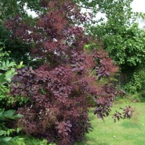 Cotinus Purpurea, Smoke Bush - Pb6.5