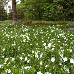 Vinca m. Gertrude Jekyll, Periwinkle - 1.5Ltr
