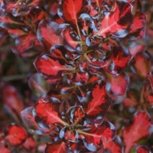 Coprosma Pacific Sunset - 2Ltr (30/40)