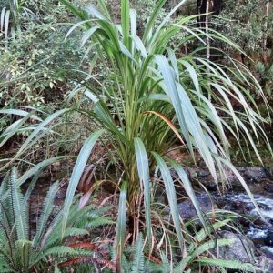 Cordyline banksii, Ti Ngahere - 1.5Ltr (100)