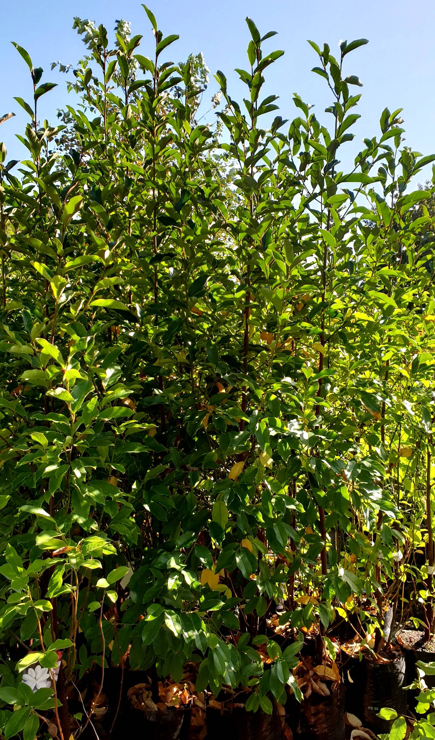 Michelia Loving Memories - 35Ltr (240/280cm)