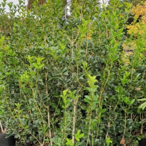 Osmanthus x fortunei - Pb28/40 (160/200)