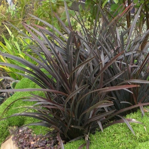 Phormium c. Black Magic, Flax - 1Ltr/2Ltr