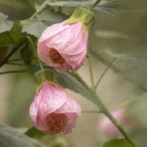Abutilon roseus - 2Ltr/2.4Ltr