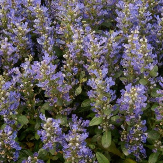 Ajuga Chocolate Chip, Bugle Flower - 1Ltr - Image 2
