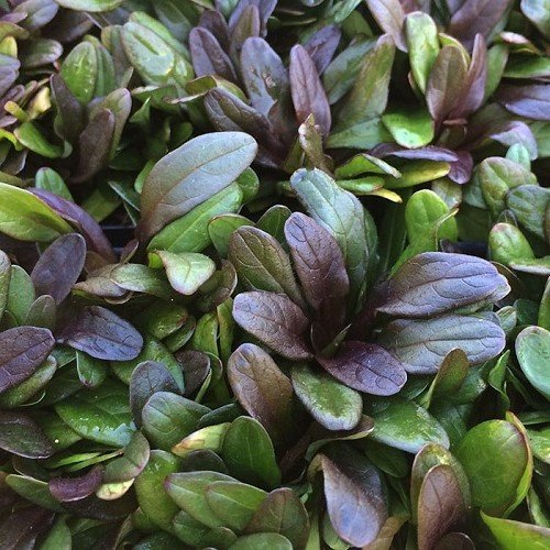 Ajuga Chocolate Chip, Bugle Flower - 1Ltr