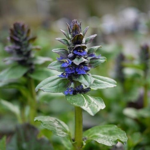 Ajuga Jungle Beauty, Bugle Flower - 2Ltr - Image 2