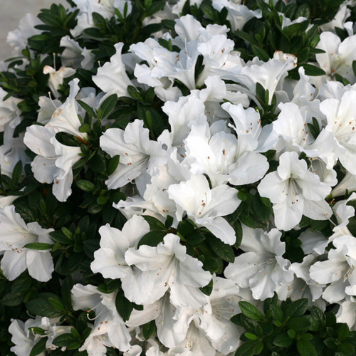 Azalea Purity - 2.4Ltr