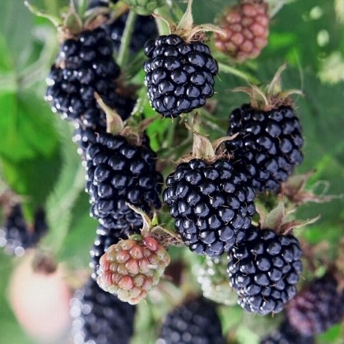 Boysenberry Brulee - 2Ltr/3Ltr (80/100)