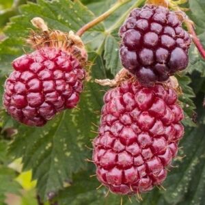 Boysenberry Tasman - Pb5/Pb6.5 (30/60)