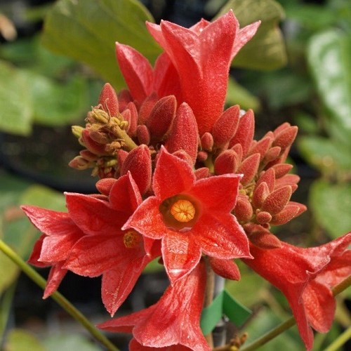 Brachychiton acerifolius, Flame Bottletree - Pb6.5 (100/140) - Image 2