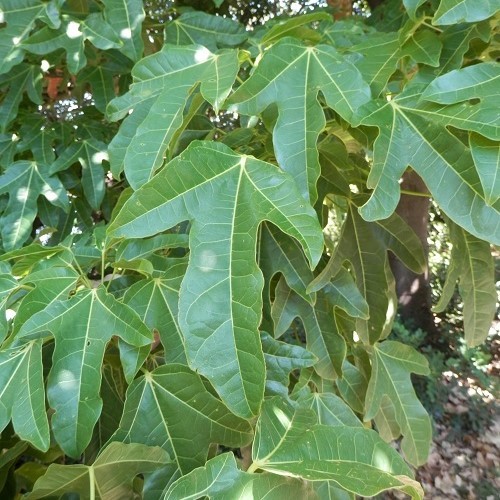 Brachychiton acerifolius, Flame Bottletree - Pb6.5 (100/140) - Image 3