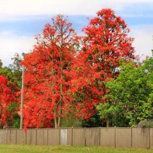 Brachychiton acerifolius, Flame Bottletree - Pb6.5 (100/140)