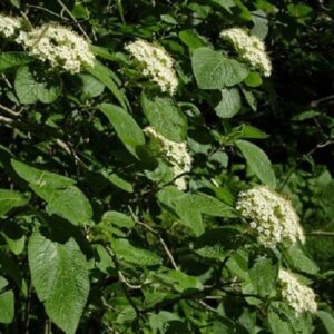 Viburnum lantana, Wayfaring Tree - 2.5Ltr