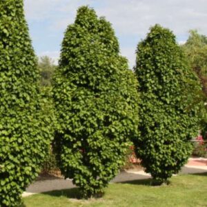 Carpinus betulus Fastigiata, Upright European Hornbeam