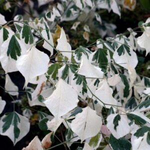 Cercis Silver Lining, Redbud - Pb28