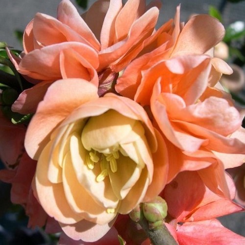 Chaenomeles Cameo, Japanese quince - 2Ltr (30/40) - Image 2