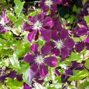 Clematis Warsaw Nike - 2.4Ltr/3.3Ltr