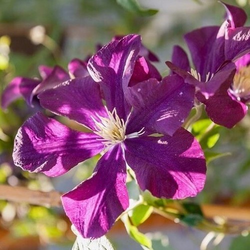 Clematis Warsaw Nike - 2.4Ltr/3.3Ltr - Image 2