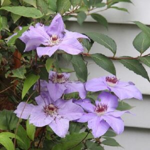 Clematis Ramona - 2.4Ltr/3.3Ltr