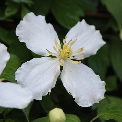 Clematis Snowflake - 2.5Ltr (60/100) - Image 2