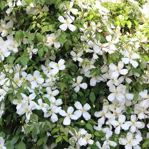 Clematis Snowflake - 2.5Ltr (60/100)