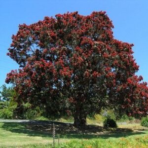 Metrosideros Cleveland's Red - 2Ltr