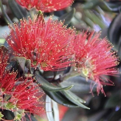 Metrosideros Cleveland's Red - 2Ltr - Image 2