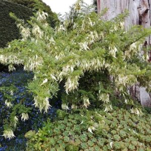 Clianthus puniceus Alba - 2Ltr