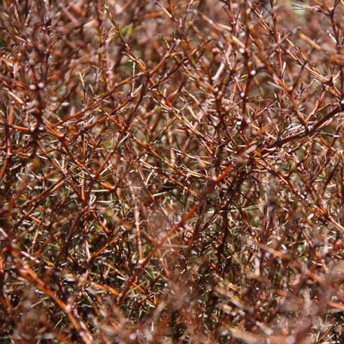 Coprosma Red Rocks - Pot - Image 2