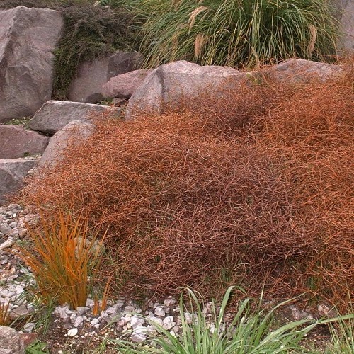 Coprosma Red Rocks - Pot