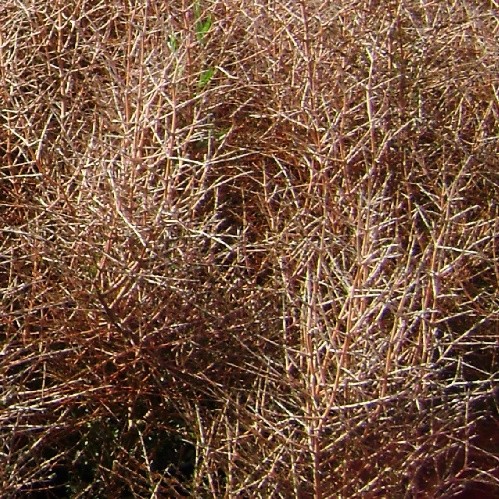 Coprosma Pink Stems - Pb5 (50/80)